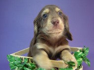 カニヘン　子犬　チョコクリーム男の子　神奈川県・Ｅ様