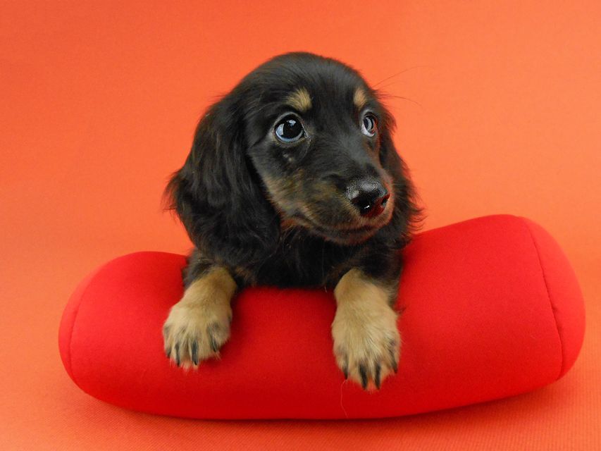 カニンヘンダックスフンド ペコ & ナイトの子犬 ブラックイエロー（ブラッククリーム） 女の子（2）