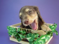 カニヘン　子犬　チョコクリーム男の子　神奈川県・Ｅ様