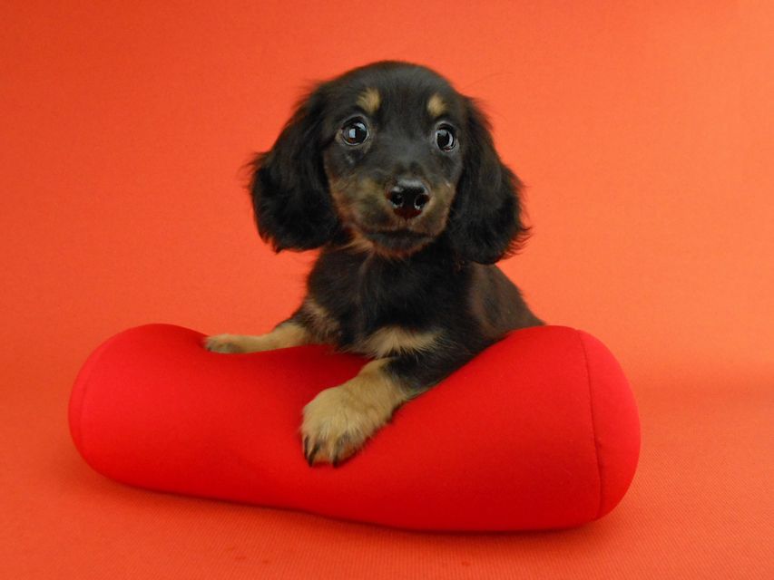 カニンヘンダックスフンド ペコ & ナイトの子犬 ブラックイエロー（ブラッククリーム） 女の子（2）