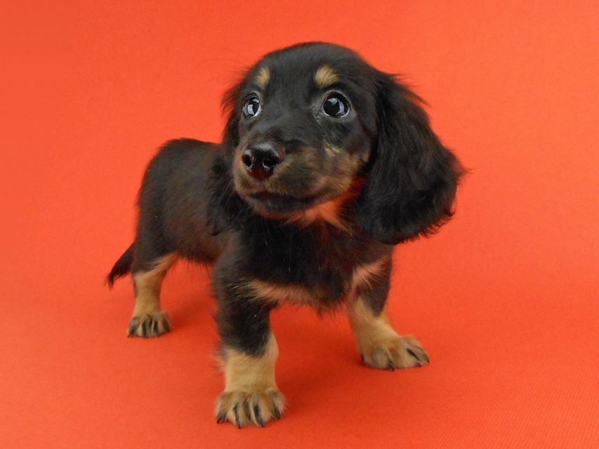 カニンヘンダックスフンド ペコ & ナイトの子犬 ブラックイエロー（ブラッククリーム） 女の子（2）