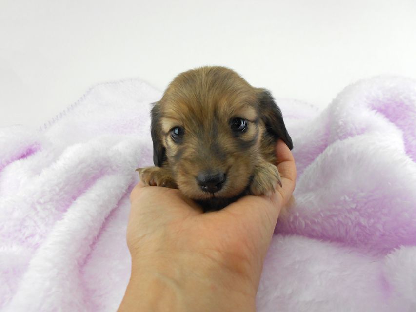 カニンヘンダックスフンド アン2 & オスカルの子犬 レディッシュイエロー（シェーデットクリーム） 女の子 お写真初登場