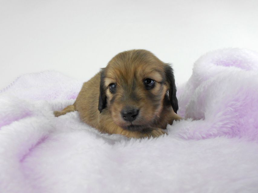 カニンヘンダックスフンド アン2 & オスカルの子犬 レディッシュイエロー（シェーデットクリーム） 女の子 お写真初登場