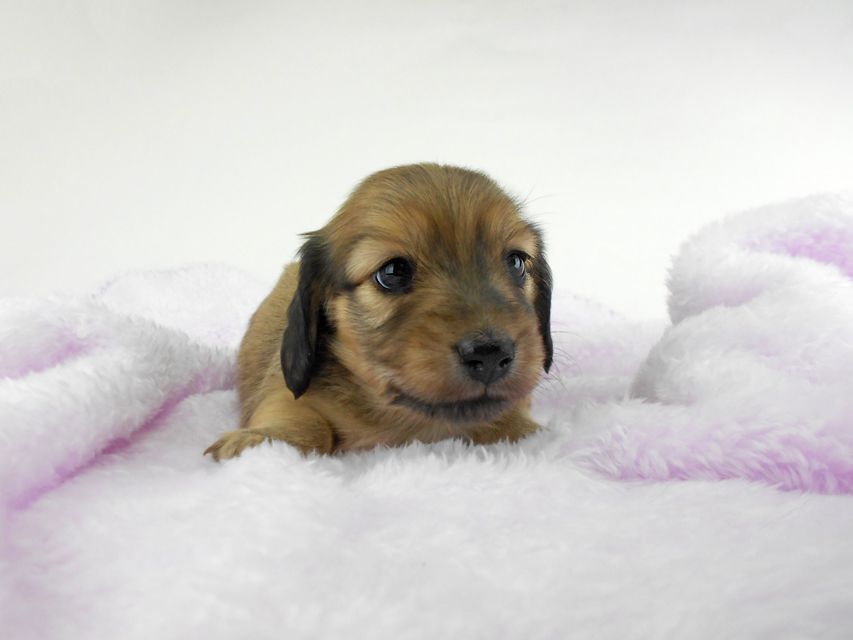 カニンヘンダックスフンド アン2 & オスカルの子犬 レディッシュイエロー（シェーデットクリーム） 女の子 お写真初登場