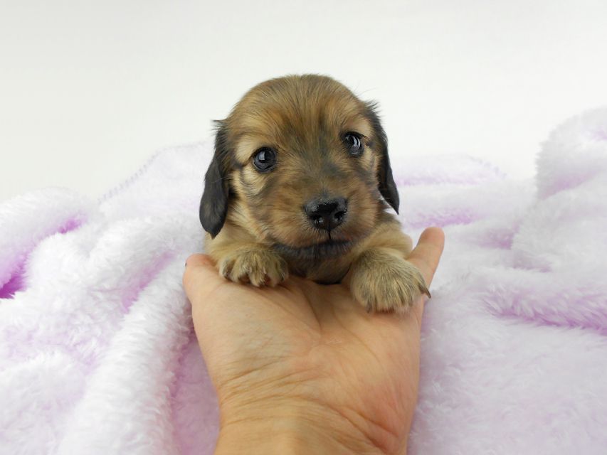 カニンヘンダックスフンド アン2 & オスカルの子犬 レディッシュイエロー（シェーデットクリーム） 女の子 お写真初登場