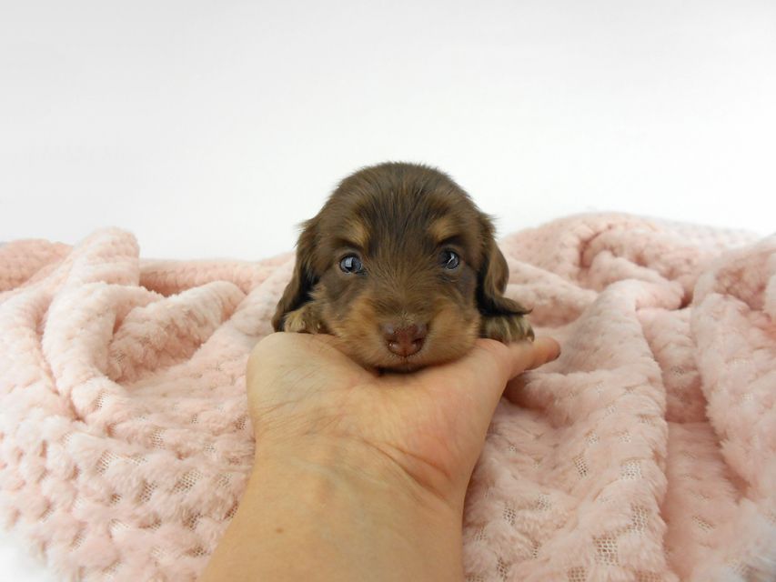 カニンヘンダックスフンド グリム & 朝日の子犬 チョコイエロー（チョコクリーム） 女の子（1） お写真初登場