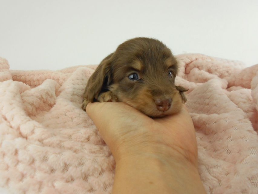 カニンヘンダックスフンド グリム & 朝日の子犬 チョコイエロー（チョコクリーム） 女の子（1） お写真初登場