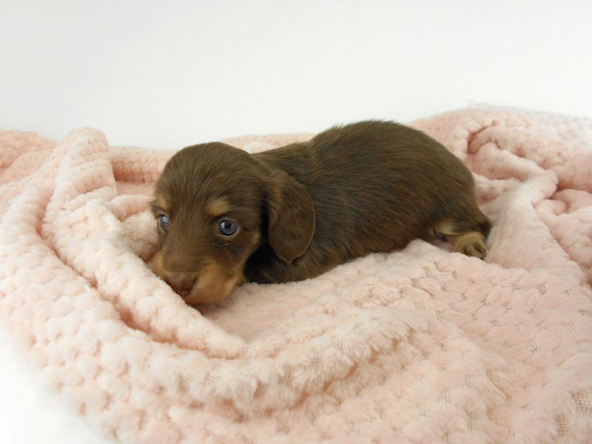 カニンヘンダックスフンド グリム & 朝日の子犬 チョコイエロー（チョコクリーム） 女の子（1） お写真初登場