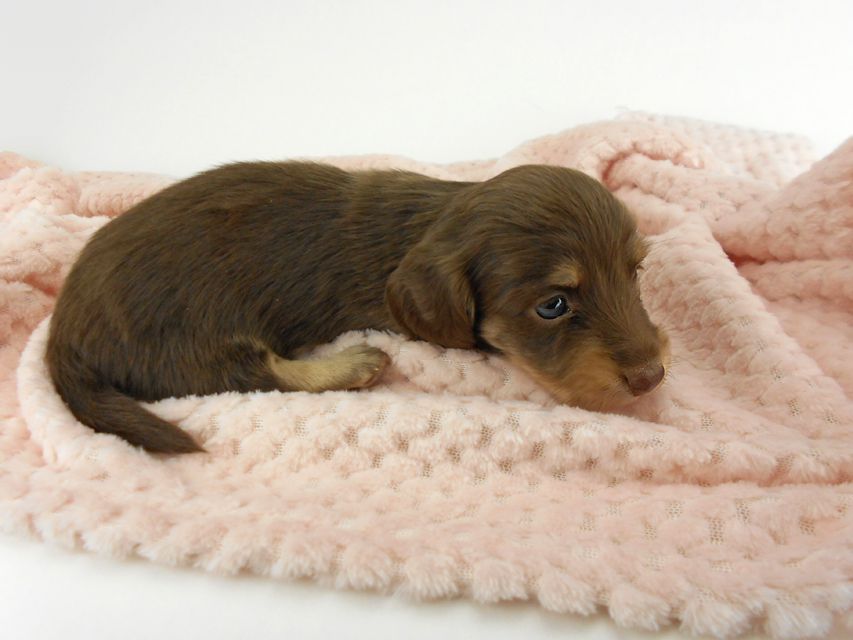 カニンヘンダックスフンド グリム & 朝日の子犬 チョコイエロー（チョコクリーム） 女の子（1） お写真初登場