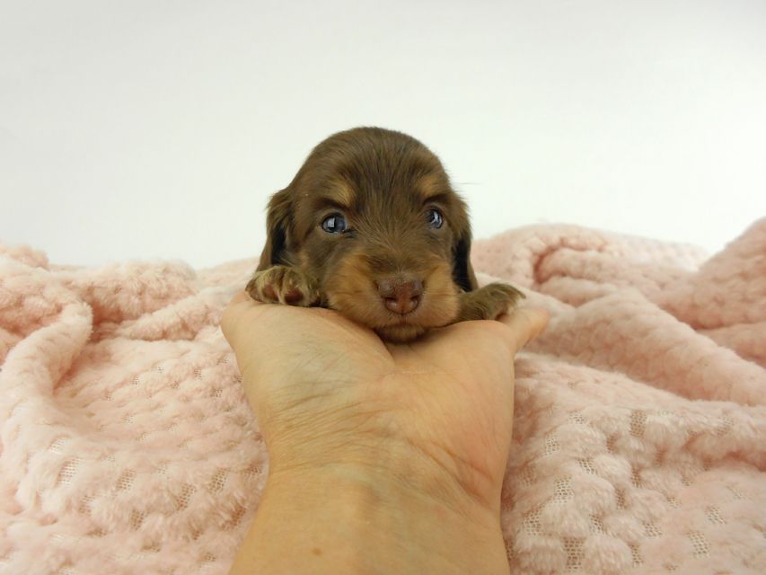 カニンヘンダックスフンド グリム & 朝日の子犬 チョコイエロー（チョコクリーム） 女の子（1） お写真初登場