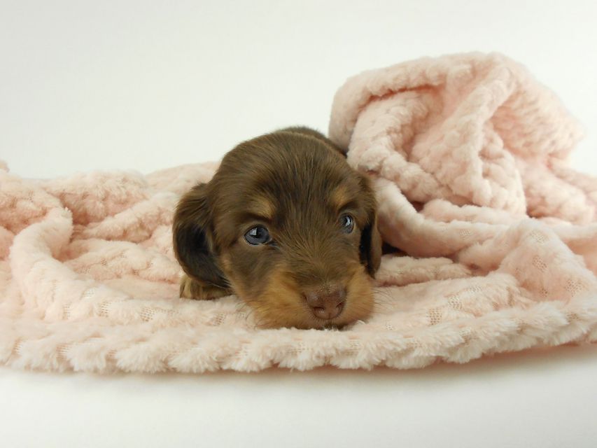 カニンヘンダックスフンド グリム & 朝日の子犬 チョコイエロー（チョコクリーム） 女の子（1） お写真初登場