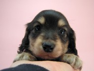 カニヘン 子犬 ブラクリ男の子 静岡県・S様 カニヘン 子犬 ブラクリ男の子 静岡県・S様