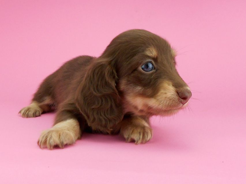 カニンヘンダックスフンド グリム & 朝日の子犬 チョコイエロー(チョコクリーム) 女の子(1)DSCN3849 カニンヘンダックスフンド グリム & 朝日の子犬 チョコイエロー(チョコクリーム) 女の子(1)