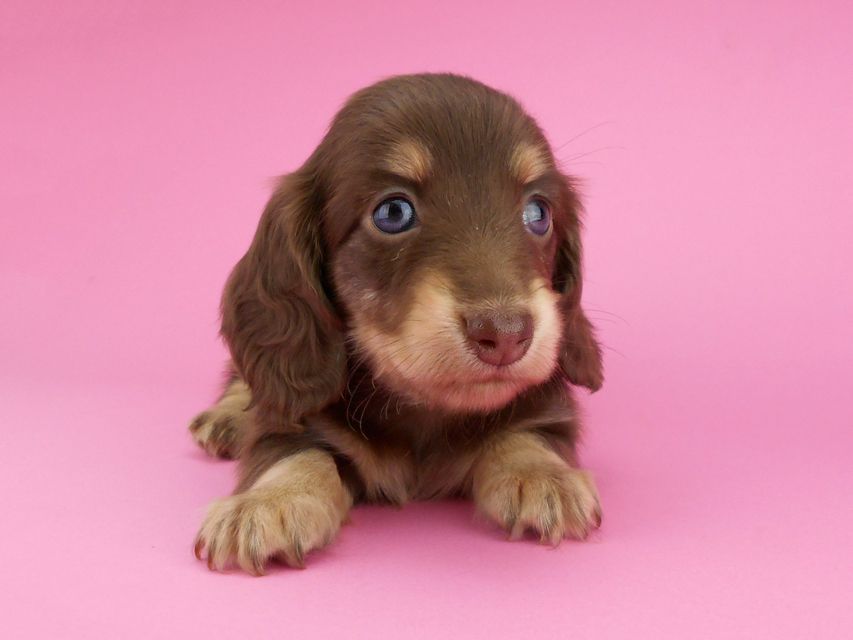 カニンヘンダックスフンド グリム & 朝日の子犬 チョコイエロー(チョコクリーム) 女の子(1)DSCN3852 カニンヘンダックスフンド グリム & 朝日の子犬 チョコイエロー(チョコクリーム) 女の子(1)