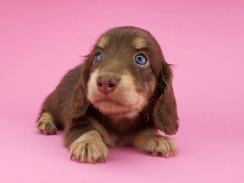 カニンヘンダックスフンド グリム & 朝日の子犬 チョコイエロー(チョコクリーム) 女の子(1)DSCN3853 カニンヘンダックスフンド グリム & 朝日の子犬 チョコイエロー(チョコクリーム) 女の子(1)