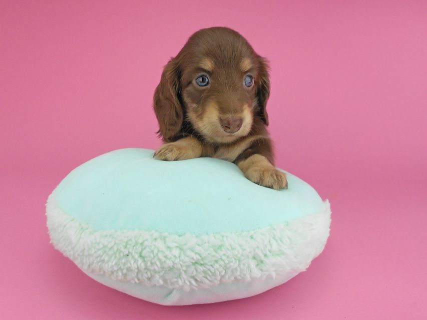 カニンヘンダックスフンド グリム & 朝日の子犬 チョコイエロー(チョコクリーム) 女の子(1)DSCN3856 カニンヘンダックスフンド グリム & 朝日の子犬 チョコイエロー(チョコクリーム) 女の子(1)