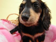 ミニチュワ 子犬 ブラッククリーム 女の子 神奈川県・Ｆ様