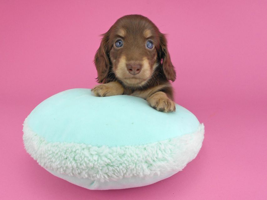 カニンヘンダックスフンド グリム & 朝日の子犬 チョコイエロー(チョコクリーム) 女の子(1)DSCN3859 カニンヘンダックスフンド グリム & 朝日の子犬 チョコイエロー(チョコクリーム) 女の子(1)