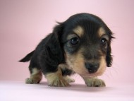 カニヘン　子犬　ブラクリ女の子　東京都・Ｓ様