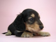 カニヘン 子犬 ブラクリ女の子 東京都・S様 カニヘン 子犬 ブラクリ女の子 東京都・S様