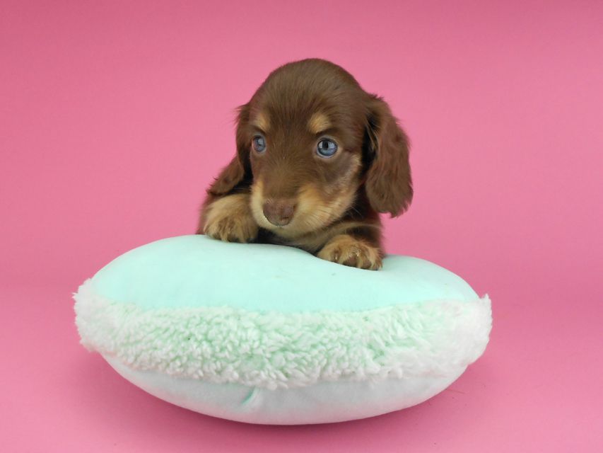 カニンヘンダックスフンド グリム & 朝日の子犬 チョコイエロー(チョコクリーム) 女の子(1)DSCN3864 カニンヘンダックスフンド グリム & 朝日の子犬 チョコイエロー(チョコクリーム) 女の子(1)