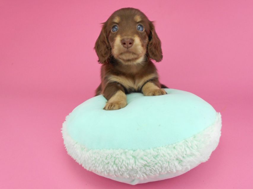 カニンヘンダックスフンド グリム & 朝日の子犬 チョコイエロー(チョコクリーム) 女の子(1)DSCN3865 カニンヘンダックスフンド グリム & 朝日の子犬 チョコイエロー(チョコクリーム) 女の子(1)