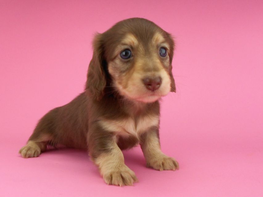 カニンヘンダックスフンド グリム & 朝日の子犬 チョコイエロー（チョコクリーム） 女の子（2）