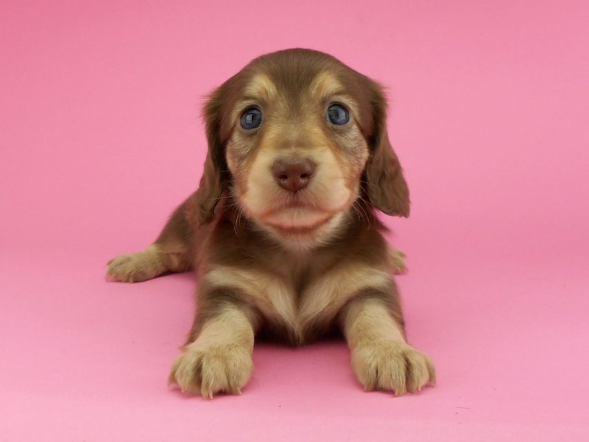 カニンヘンダックスフンド グリム & 朝日の子犬 チョコイエロー（チョコクリーム） 女の子（2）