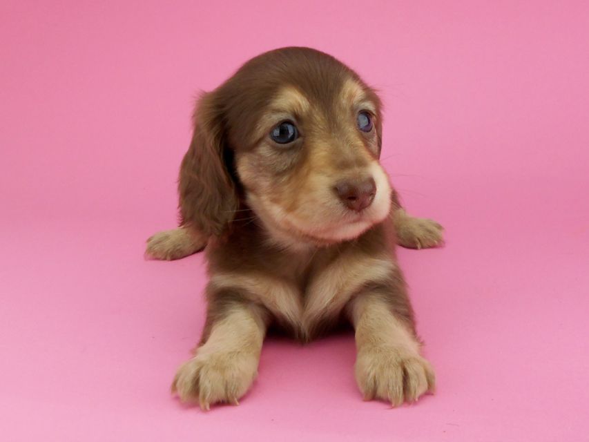 カニンヘンダックスフンド グリム & 朝日の子犬 チョコイエロー（チョコクリーム） 女の子（2）