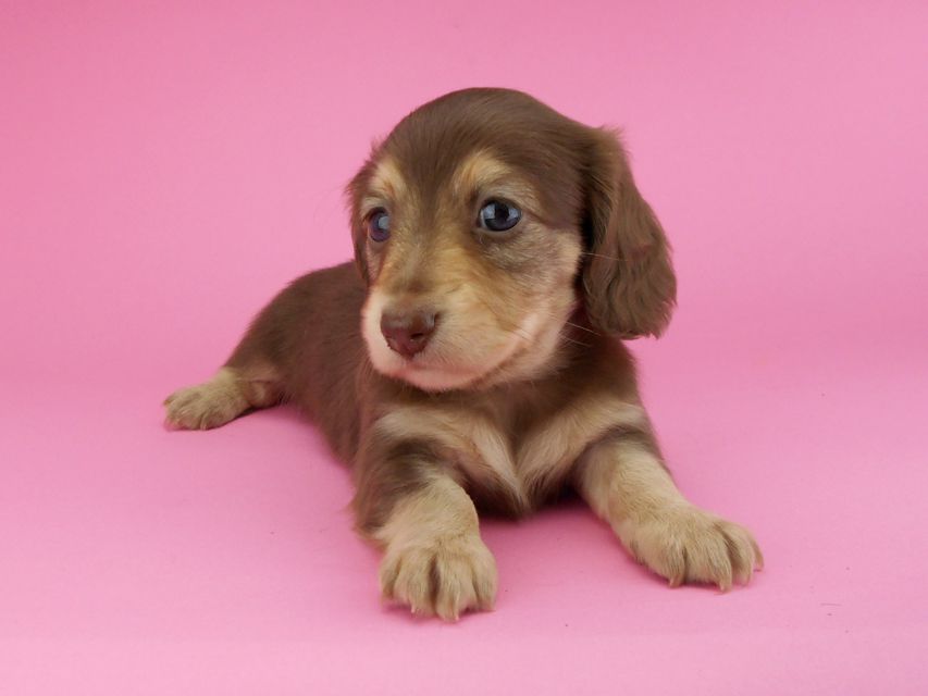 カニンヘンダックスフンド グリム & 朝日の子犬 チョコイエロー（チョコクリーム） 女の子（2）