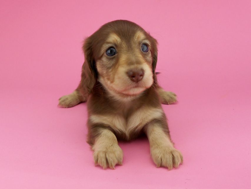 カニンヘンダックスフンド グリム & 朝日の子犬 チョコイエロー（チョコクリーム） 女の子（2）