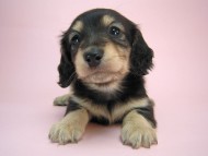 カニヘン 子犬 ブラクリ女の子 東京都・S様 カニヘン 子犬 ブラクリ女の子 東京都・S様