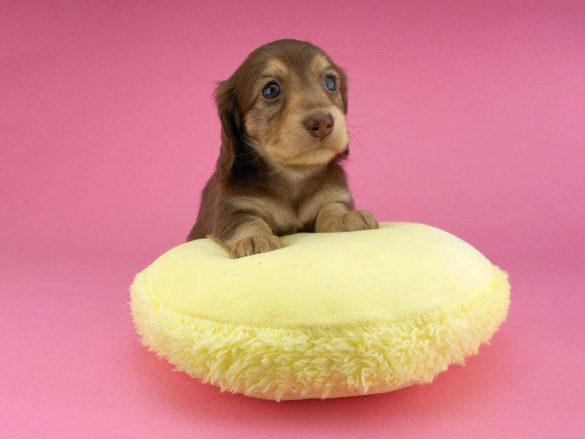 カニンヘンダックスフンド グリム & 朝日の子犬 チョコイエロー（チョコクリーム） 女の子（2）