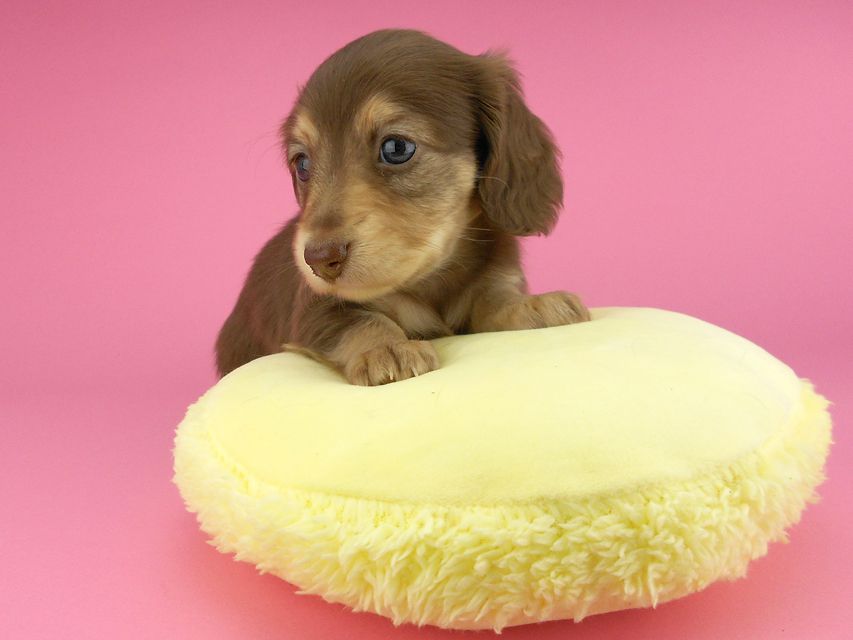 カニンヘンダックスフンド グリム & 朝日の子犬 チョコイエロー（チョコクリーム） 女の子（2）