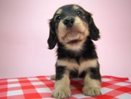 カニヘン 子犬 ブラクリ女の子 東京都・S様 カニヘン 子犬 ブラクリ女の子 東京都・S様