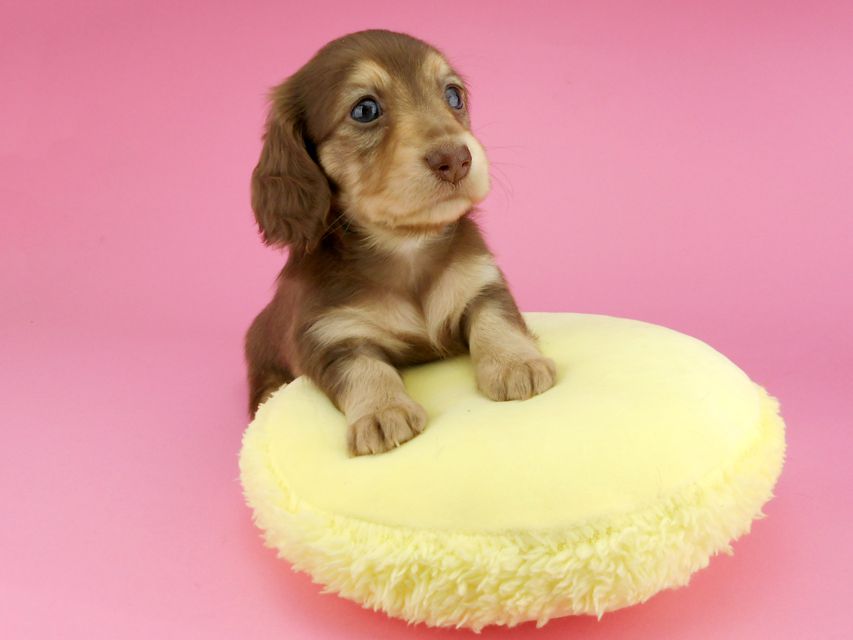 カニンヘンダックスフンド グリム & 朝日の子犬 チョコイエロー（チョコクリーム） 女の子（2）