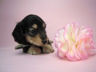 カニヘン　子犬　ブラクリ女の子　東京都・Ｓ様