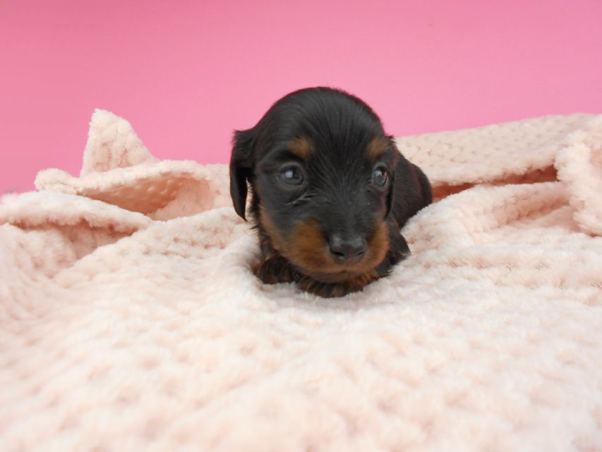 カニンヘンダックスフンド ふたば & ブルースの子犬 ブラックタン 男の子（1） お写真初登場