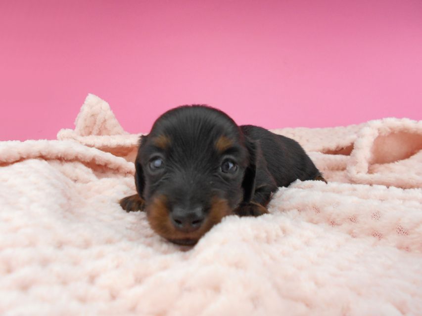 カニンヘンダックスフンド ふたば & ブルースの子犬 ブラックタン 男の子（1） お写真初登場