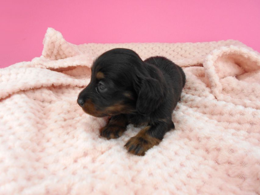 カニンヘンダックスフンド ふたば & ブルースの子犬 ブラックタン 男の子（1） お写真初登場