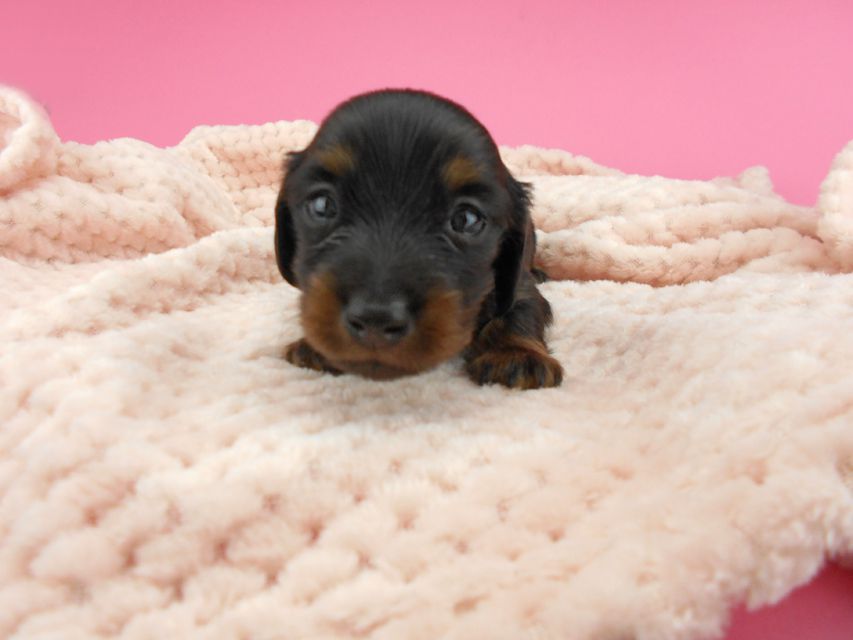 カニンヘンダックスフンド ふたば & ブルースの子犬 ブラックタン 男の子（1） お写真初登場