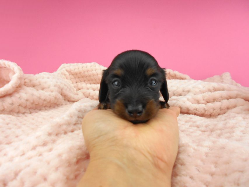 カニンヘンダックスフンド ふたば & ブルースの子犬 ブラックタン 男の子（1） お写真初登場