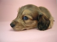 カニヘン　子犬　シェーデットクリーム　東京都・Ｓ様