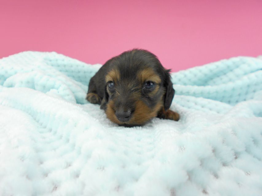 カニンヘンダックスフンド ふたば & ブルースの子犬 イエロー(クリーム) 男の子 お写真初登場DSCN3945 カニンヘンダックスフンド ふたば & ブルースの子犬 イエロー(クリーム) 男の子 お写真初登場