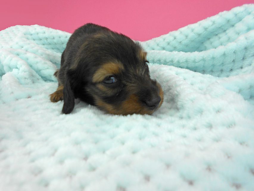 カニンヘンダックスフンド ふたば & ブルースの子犬 イエロー(クリーム) 男の子 お写真初登場DSCN3947 カニンヘンダックスフンド ふたば & ブルースの子犬 イエロー(クリーム) 男の子 お写真初登場