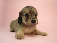 カニヘン　子犬　シェーデットクリーム　