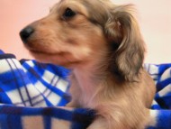 カニンヘン 子犬 シェーデットクリーム 男の子 ハナビの赤ちゃん 10/21生まれ