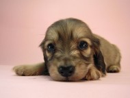 カニヘン　子犬　シェーデットクリーム　