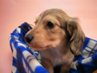 カニンヘン 子犬 シェーデットクリーム 男の子 ハナビの赤ちゃん 10/21生まれ