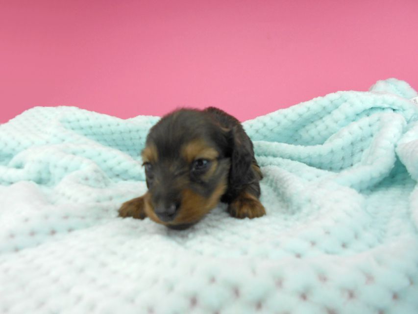 カニンヘンダックスフンド ふたば & ブルースの子犬 イエロー(クリーム) 男の子 お写真初登場DSCN3955 カニンヘンダックスフンド ふたば & ブルースの子犬 イエロー(クリーム) 男の子 お写真初登場